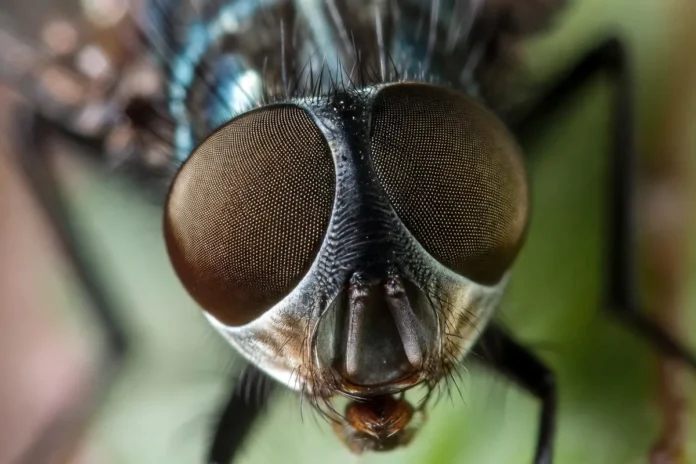 Seis novas moscas da Amazônia estavam guardadas havia até 36 anos antes de serem reconhecidas Seis novas moscas da Amazônia estavam guardadas havia até 36 anos antes de serem reconhecidas