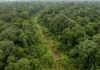 Estrada aberta nos anos 1970 é engolida pela mata e reaparece cerca de 50 anos depois em imagens de satélite Estrada aberta nos anos 1970 é engolida pela mata e reaparece cerca de 50 anos depois em imagens de satélite