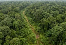 Estrada aberta nos anos 1970 é engolida pela mata e reaparece cerca de 50 anos depois em imagens de satélite Estrada aberta nos anos 1970 é engolida pela mata e reaparece cerca de 50 anos depois em imagens de satélite