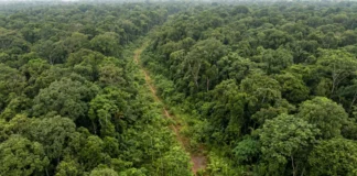 Estrada aberta nos anos 1970 é engolida pela mata e reaparece cerca de 50 anos depois em imagens de satélite Estrada aberta nos anos 1970 é engolida pela mata e reaparece cerca de 50 anos depois em imagens de satélite