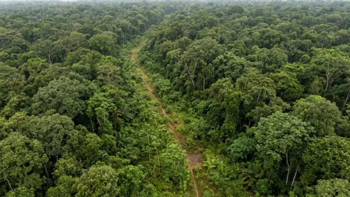 Estrada aberta nos anos 1970 é engolida pela mata e reaparece cerca de 50 anos depois em imagens de satélite Estrada aberta nos anos 1970 é engolida pela mata e reaparece cerca de 50 anos depois em imagens de satélite