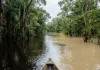 Igapó e várzea recebem 2 tipos de água, e 3 consequências revelam por que a vegetação e a pesca mudam Igapó e várzea recebem 2 tipos de água, e 3 consequências revelam por que a vegetação e a pesca mudam