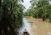 Igapó e várzea recebem 2 tipos de água, e 3 consequências revelam por que a vegetação e a pesca mudam Igapó e várzea recebem 2 tipos de água, e 3 consequências revelam por que a vegetação e a pesca mudam