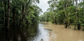 Igapó e várzea recebem 2 tipos de água, e 3 consequências revelam por que a vegetação e a pesca mudam Igapó e várzea recebem 2 tipos de água, e 3 consequências revelam por que a vegetação e a pesca mudam