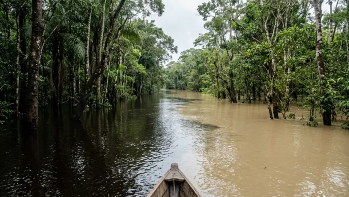 Igapó e várzea recebem 2 tipos de água, e 3 consequências revelam por que a vegetação e a pesca mudam