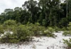 Em 2 formações lado a lado, a campinarana cresce baixa sobre 1 solo arenoso e mantém espécies ausentes na floresta vizinha Em 2 formações lado a lado, a campinarana cresce baixa sobre 1 solo arenoso e mantém espécies ausentes na floresta vizinha