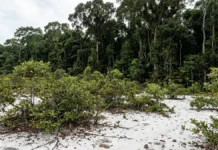 Em 2 formações lado a lado, a campinarana cresce baixa sobre 1 solo arenoso e mantém espécies ausentes na floresta vizinha Em 2 formações lado a lado, a campinarana cresce baixa sobre 1 solo arenoso e mantém espécies ausentes na floresta vizinha