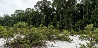Em 2 formações lado a lado, a campinarana cresce baixa sobre 1 solo arenoso e mantém espécies ausentes na floresta vizinha Em 2 formações lado a lado, a campinarana cresce baixa sobre 1 solo arenoso e mantém espécies ausentes na floresta vizinha
