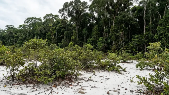 Em 2 formações lado a lado, a campinarana cresce baixa sobre 1 solo arenoso e mantém espécies ausentes na floresta vizinha Em 2 formações lado a lado, a campinarana cresce baixa sobre 1 solo arenoso e mantém espécies ausentes na floresta vizinha