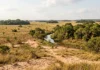 Lavrado reúne dois ambientes no extremo norte do Brasil, onde solo arenoso e estação seca mantêm savana cercada por floresta Lavrado reúne dois ambientes no extremo norte do Brasil, onde solo arenoso e estação seca mantêm savana cercada por floresta