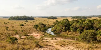 Lavrado reúne dois ambientes no extremo norte do Brasil, onde solo arenoso e estação seca mantêm savana cercada por floresta Lavrado reúne dois ambientes no extremo norte do Brasil, onde solo arenoso e estação seca mantêm savana cercada por floresta