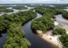 Anavilhanas alterna 2 paisagens ao longo do ano e expõe centenas de ilhas quando o rio Negro recua Anavilhanas alterna 2 paisagens ao longo do ano e expõe centenas de ilhas quando o rio Negro recua