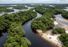 Anavilhanas alterna 2 paisagens ao longo do ano e expõe centenas de ilhas quando o rio Negro recua Anavilhanas alterna 2 paisagens ao longo do ano e expõe centenas de ilhas quando o rio Negro recua