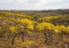 Ipês perdem 100% das folhas após 1 período seco e florescem em sincronia para atrair polinizadores, com diferenças entre espécies Ipês perdem 100% das folhas após 1 período seco e florescem em sincronia para atrair polinizadores, com diferenças entre espécies