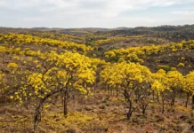 Ipês perdem 100% das folhas após 1 período seco e florescem em sincronia para atrair polinizadores, com diferenças entre espécies Ipês perdem 100% das folhas após 1 período seco e florescem em sincronia para atrair polinizadores, com diferenças entre espécies