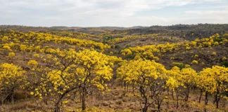Ipês perdem 100% das folhas após 1 período seco e florescem em sincronia para atrair polinizadores, com diferenças entre espécies Ipês perdem 100% das folhas após 1 período seco e florescem em sincronia para atrair polinizadores, com diferenças entre espécies