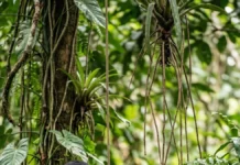 Cipó titica cresce suspenso, abastece 2 usos e tem coleta sustentável apenas quando 1 regra deixa o pé intacto Cipó titica cresce suspenso, abastece 2 usos e tem coleta sustentável apenas quando 1 regra deixa o pé intacto
