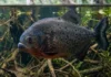 Piranha-preta concentra 320 newtons em um corpo de 1 quilo, troca dentes em blocos e usa o cardume para se defender Piranha-preta concentra 320 newtons em um corpo de 1 quilo, troca dentes em blocos e usa o cardume para se defender