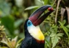 Tucano-de-bico-preto lança a fruta para trás com um movimento de cabeça, enquanto duas estruturas explicam como ele engole Tucano-de-bico-preto lança a fruta para trás com um movimento de cabeça, enquanto duas estruturas explicam como ele engole