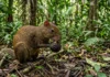 Cutia, único animal que abre o ouriço da castanheira, enterra sementes em dezenas de esconderijos e deixa árvores para a floresta seguinte Cutia, único animal que abre o ouriço da castanheira, enterra sementes em dezenas de esconderijos e deixa árvores para a floresta seguinte