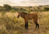 Lobo-guará alcança 1 metro de altura, come fruta que pode representar 50% da dieta e leva sementes inteiras a formigueiros Lobo-guará alcança 1 metro de altura, come fruta que pode representar 50% da dieta e leva sementes inteiras a formigueiros