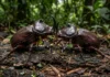 Besouro-rinoceronte levanta muitas vezes o próprio peso, enfrenta dois machos pelo acasalamento e pode passar anos na madeira em decomposição Besouro-rinoceronte levanta muitas vezes o próprio peso, enfrenta dois machos pelo acasalamento e pode passar anos na madeira em decomposição