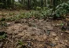 Uma actinobactéria do solo libera geosmina após a chuva, e o nariz humano detecta cerca de 5 nanogramas por litro Uma actinobactéria do solo libera geosmina após a chuva, e o nariz humano detecta cerca de 5 nanogramas por litro