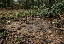 Uma actinobactéria do solo libera geosmina após a chuva, e o nariz humano detecta cerca de 5 nanogramas por litro Uma actinobactéria do solo libera geosmina após a chuva, e o nariz humano detecta cerca de 5 nanogramas por litro
