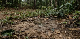 Uma actinobactéria do solo libera geosmina após a chuva, e o nariz humano detecta cerca de 5 nanogramas por litro Uma actinobactéria do solo libera geosmina após a chuva, e o nariz humano detecta cerca de 5 nanogramas por litro