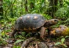 Jabuti-piranga passa meses sem beber água, obtém umidade dos frutos e carrega sementes por quilômetros na floresta Jabuti-piranga passa meses sem beber água, obtém umidade dos frutos e carrega sementes por quilômetros na floresta