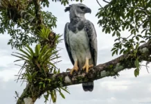 Gavião-real depende de árvores com mais de 30 metros, cria um filhote a cada dois ou três anos e desaparece após corte seletivo Gavião-real depende de árvores com mais de 30 metros, cria um filhote a cada 2 ou 3 anos e desaparece após corte seletivo