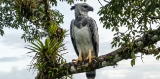 Gavião-real depende de árvores com mais de 30 metros, cria um filhote a cada dois ou três anos e desaparece após corte seletivo Gavião-real depende de árvores com mais de 30 metros, cria um filhote a cada 2 ou 3 anos e desaparece após corte seletivo