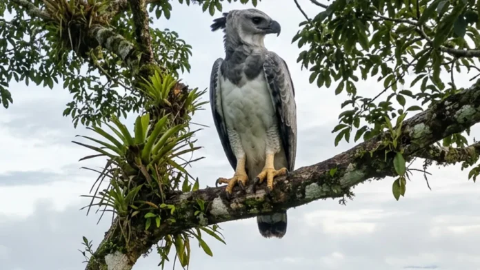 Gavião-real depende de árvores com mais de 30 metros, cria um filhote a cada 2 ou 3 anos e desaparece após corte seletivo