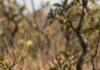 Tatu-bola fecha as placas em esfera completa, único gênero com essa defesa, e vive em dois biomas sem cavar tocas profundas Tatu-bola fecha as placas em esfera completa, único gênero com essa defesa, e vive em dois biomas sem cavar tocas profundas