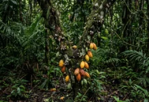 Cacau nativo cresce na sombra da várzea, enquanto a plantação a pleno sol exige duas frentes de manejo e depende de uma mosquinha minúscula Cacau nativo cresce na sombra da várzea, enquanto a plantação a pleno sol exige duas frentes de manejo e depende de uma mosquinha minúscula