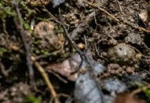 Cobra-cega vive sob o solo, usa um tentáculo entre olho e narina e produz uma camada de pele para alimentar a cria Cobra-cega vive sob o solo, usa um tentáculo entre olho e narina e produz uma camada de pele para alimentar a cria