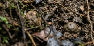 Cobra-cega vive sob o solo, usa um tentáculo entre olho e narina e produz uma camada de pele para alimentar a cria Cobra-cega vive sob o solo, usa um tentáculo entre olho e narina e produz uma camada de pele para alimentar a cria