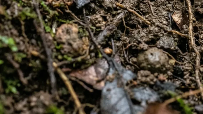 Cobra-cega vive sob o solo, usa um tentáculo entre olho e narina e produz uma camada de pele para alimentar a cria Cobra-cega vive sob o solo, usa um tentáculo entre olho e narina e produz uma camada de pele para alimentar a cria