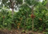 Quatro espécies frutíferas se concentram e dois sinais da ocupação antiga mudam a leitura da Amazônia como floresta intocada Quatro espécies frutíferas se concentram e dois sinais da ocupação antiga mudam a leitura da Amazônia como floresta intocada