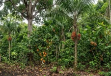 Quatro espécies frutíferas se concentram e dois sinais da ocupação antiga mudam a leitura da Amazônia como floresta intocada Quatro espécies frutíferas se concentram e dois sinais da ocupação antiga mudam a leitura da Amazônia como floresta intocada