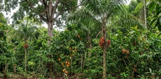 Quatro espécies frutíferas se concentram e dois sinais da ocupação antiga mudam a leitura da Amazônia como floresta intocada Quatro espécies frutíferas se concentram e dois sinais da ocupação antiga mudam a leitura da Amazônia como floresta intocada