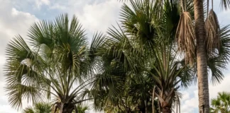 Buriti ocupa veredas com água por 12 meses, aponta lençol freático raso e oferece 2 recursos sem revelar sozinho uma nascente Buriti ocupa veredas com água por 12 meses, aponta lençol freático raso e oferece 2 recursos sem revelar sozinho uma nascente