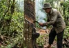 Seringueiro percorre uma estrada, faz corte em espinha de peixe e cumpre duas etapas em minutos para formar pelas em camadas Seringueiro percorre uma estrada, faz corte em espinha de peixe e cumpre duas etapas em minutos para formar pelas em camadas