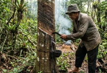 Seringueiro percorre uma estrada, faz corte em espinha de peixe e cumpre duas etapas em minutos para formar pelas em camadas Seringueiro percorre uma estrada, faz corte em espinha de peixe e cumpre duas etapas em minutos para formar pelas em camadas