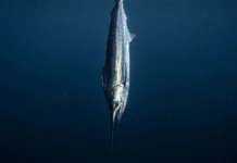 Peixe-espada percorre 2 ambientes em 24 horas, fica no fundo de dia, sobe à noite e tem corpo prateado que reflete como lâmina Peixe-espada percorre 2 ambientes em 24 horas, fica no fundo de dia, sobe à noite e tem corpo prateado que reflete como lâmina
