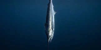 Peixe-espada percorre 2 ambientes em 24 horas, fica no fundo de dia, sobe à noite e tem corpo prateado que reflete como lâmina Peixe-espada percorre 2 ambientes em 24 horas, fica no fundo de dia, sobe à noite e tem corpo prateado que reflete como lâmina