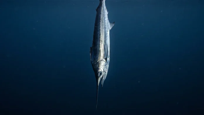 Peixe-espada percorre 2 ambientes em 24 horas, fica no fundo de dia, sobe à noite e tem corpo prateado que reflete como lâmina