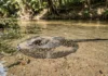 Arraia de água doce se enterra na areia do banho e, após 1 pisão, usa 1 ferrão serrilhado em defesa Arraia de água doce se enterra na areia do banho e, após 1 pisão, usa 1 ferrão serrilhado em defesa