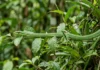 Cobra-papagaio fica imóvel por horas, combina duas camuflagens e caça lagartos e pererecas entre folhas verdes Cobra-papagaio fica imóvel por horas, combina duas camuflagens e caça lagartos e pererecas entre folhas verdes