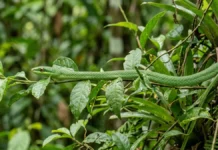Cobra-papagaio fica imóvel por horas, combina duas camuflagens e caça lagartos e pererecas entre folhas verdes Cobra-papagaio fica imóvel por horas, combina duas camuflagens e caça lagartos e pererecas entre folhas verdes